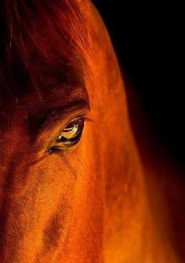 Chevaux